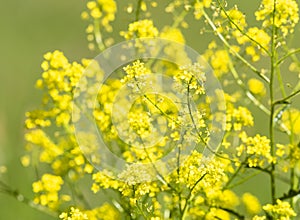 Close-up of canola or rapeseed blossom Brassica napus