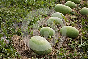 Close-up Cantaloupe melons growing in a greenhouse country farm