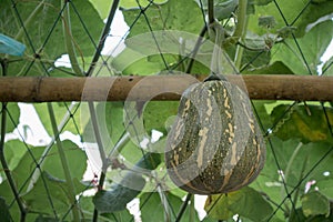 Close-up Cantaloupe melons growing in a greenhouse