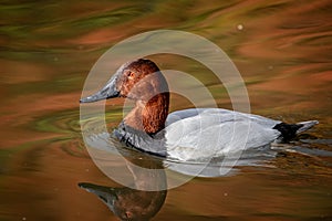 Close up of a Canvasback Duck swimming