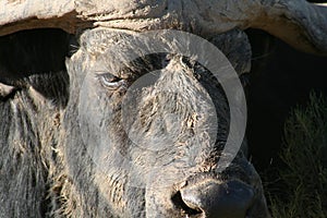 Close up of Cape Buffalo