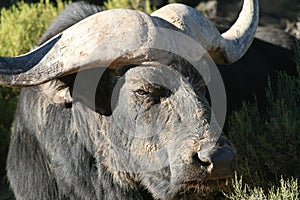 Close up of Cape Buffalo