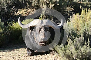 Close up of Cape Buffalo