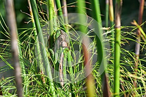 Close up of a Cape Dwarf Chameleon - Bradypodion pumilum- camouflaged between thin green reeds. Selective focus
