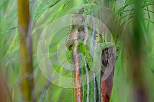 Close up of a Cape Dwarf Chameleon - Bradypodion pumilum- camouflaged between thin green reeds. Selective focus. Background