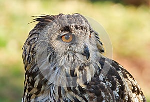 Close-up of a Cape Eagle Owl