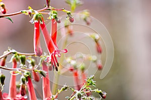 Close up of Cape fuchsia Phygelius capensis flowers