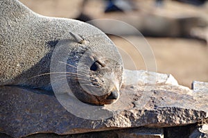 Close up of a Cape fur seal