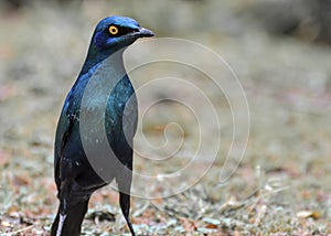 Cape glossy starling South Africa