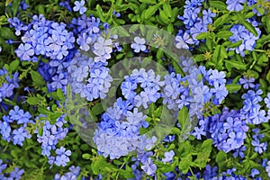 Close-up cape leadwort Plumbago auriculata flower in the garden