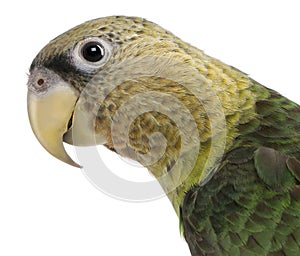 Close-up of Cape Parrot, Poicephalus robustus, 1 year old