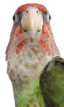 Close-up of Cape Parrot, Poicephalus robustus, 8 months old