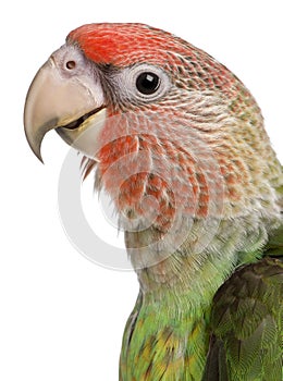 Close-up of Cape Parrot, Poicephalus robustus, 8 months old