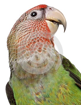 Close-up of Cape Parrot, Poicephalus robustus, 8 months old