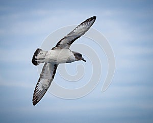 Close up of cape petrel in Falkland Islands