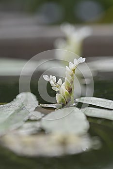 Close up on Cape Pond Weed Ammponogeton distachyos,  lit. trans. water-floret is an aquatic flowering plant.