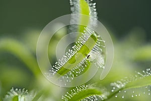 Close up of a Cape sundew Drosera capensis plant