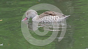 Close up of a cape teal swimming in the water Anas capensis