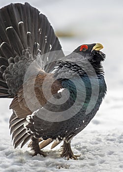 Close up capercaillie wood grouse