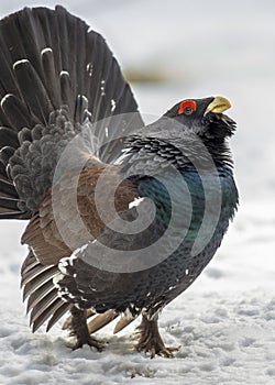 Close up capercaillie wood grouse photo