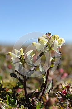 Close-up of a capitate lousewort Pedicularis capitata on the Canadian arctic tundra