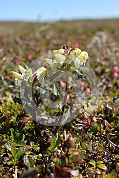 Close-up of a capitate lousewort Pedicularis capitata on the Canadian arctic tundra