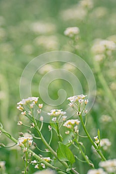 Close up of Capsella bursa-pastoris blooming in spring field. Summer Spring nature background.