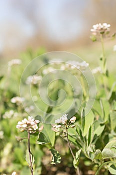 Close up of Capsella bursa-pastoris, known by its common name Shepherd`s-purse .