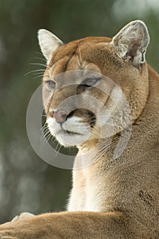 Close-up of captive cougar / puma / mountain lion