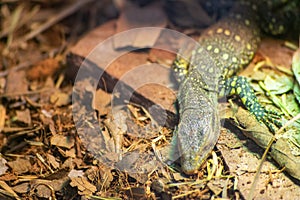 Close-up of captive lizard in its terrarium