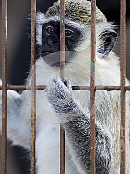 Captive Monkey