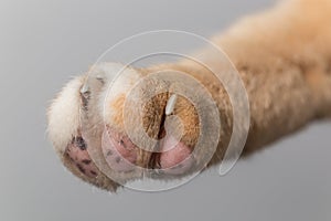 Close-up capture of a cat`s foot.