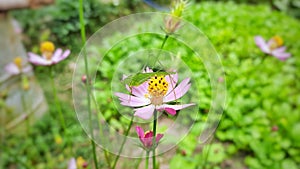 Close up capture of Phaneroptera falcata on Cosmos Bipinnatus flower