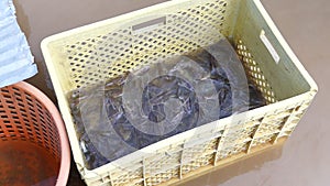  Close-up on captured catfishes kept in a plastic crate soaking in shallow river waters 