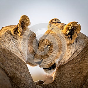 Tender Moment Between Two Lionesses