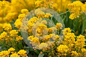 Close-up capturing the rich, yellow clusters of Alyssum flowers, providing a texture-rich backdrop