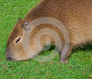 Close up of the Capybara