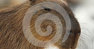 Close-up of capybara or Hydrochoerus hydrochaeris face.