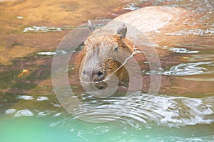 Close up of a Capybara (Hydrochoerus hydrochaeris)