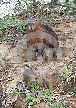 Close up of Capybara mother with five babies