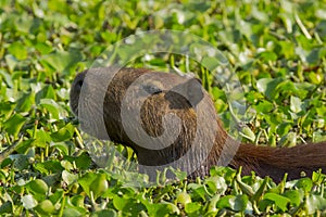 Close-up Capybara Munching Water Hyacinths