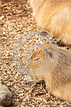 Close-up of a capybara peacefully resting, captured in a serene naturalistic enclosure