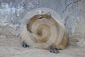 Close up capybara relaxing on the ground