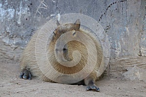 Close up capybara relaxing on the ground