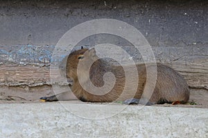 Close up capybara relaxing on the ground