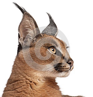 Close-up of Caracal, Caracal caracal photo