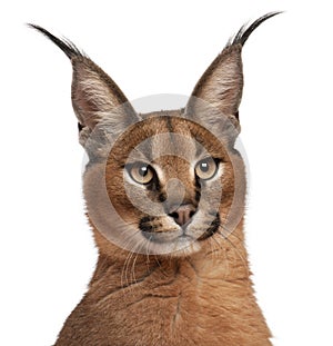 Close-up of Caracal, Caracal caracal, 6 months old
