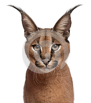 Close-up of Caracal, Caracal caracal, 6 months old