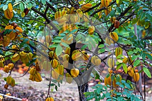 Close-up of carambola tree full of ripe fruits