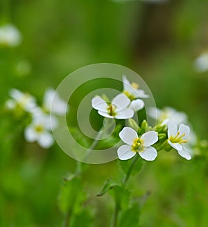 Close-up of a cardamine pratensis flower